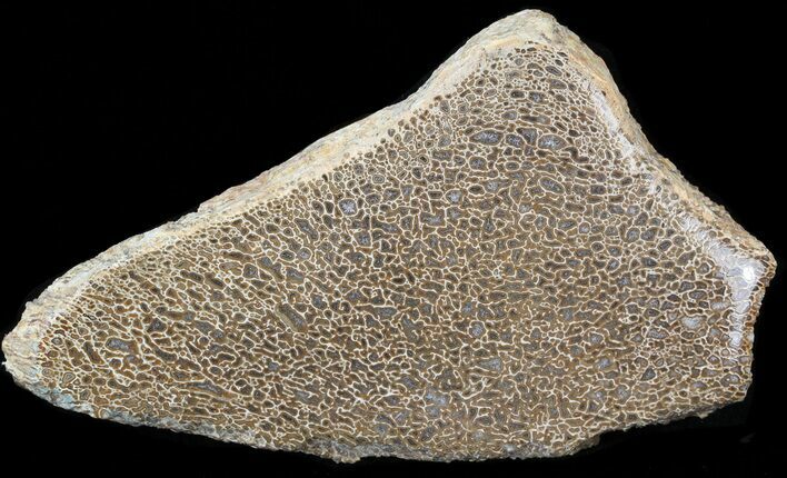 Polished Agatized Dinosaur Bone Section - Morocco #38807